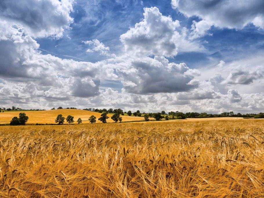 Пшеничные поля Молдавии