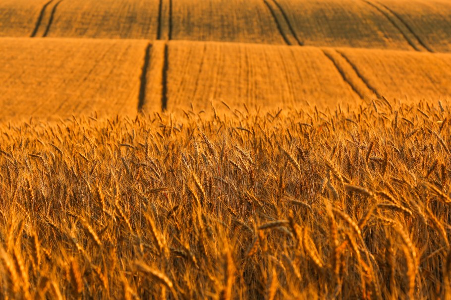 Пшеничное поле