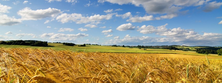 Пшеничное поле