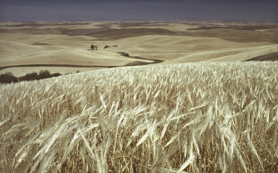 Поле пшеницы