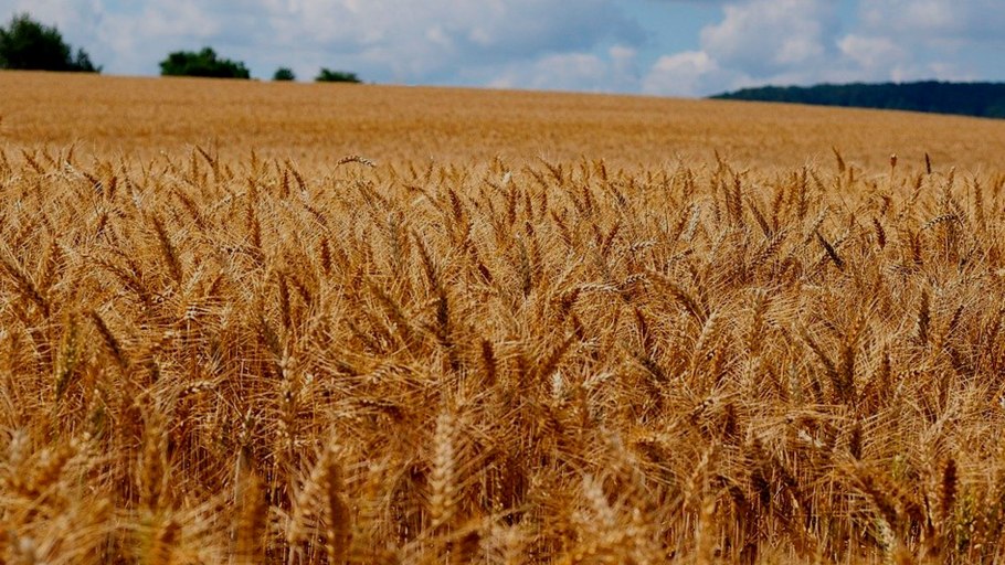 Ячмен Яровая сортвакула