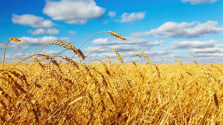 Поле зреющей пшеницы