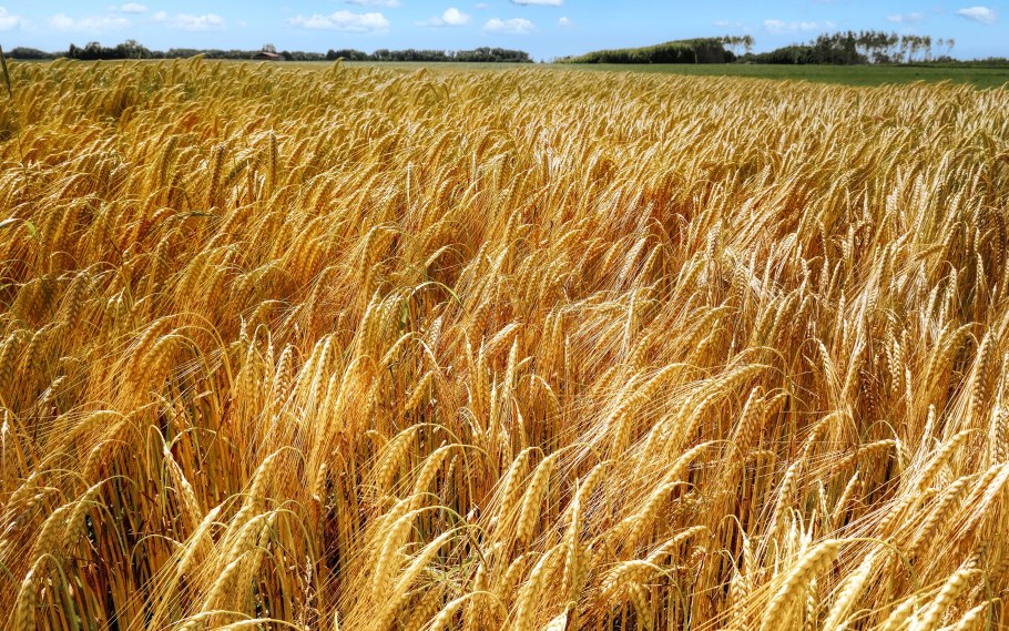 Спелая пшеница