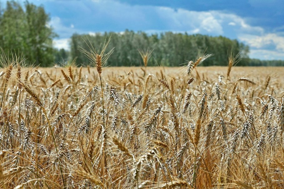 Хлебные поля Алтайский край