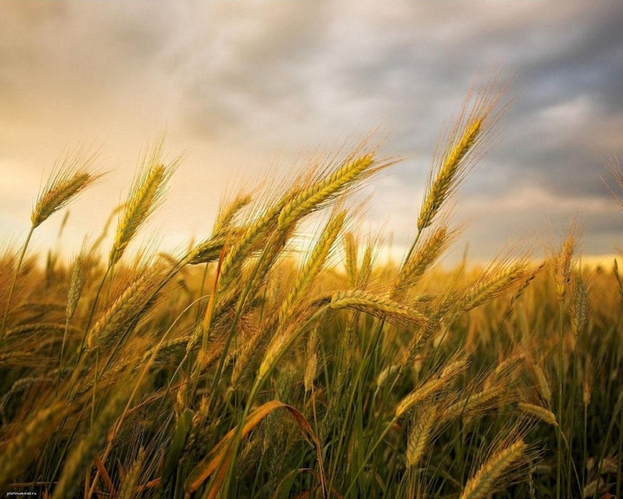 Поле пшеницы