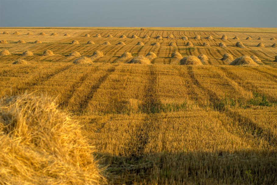 Убранное поле пшеницы