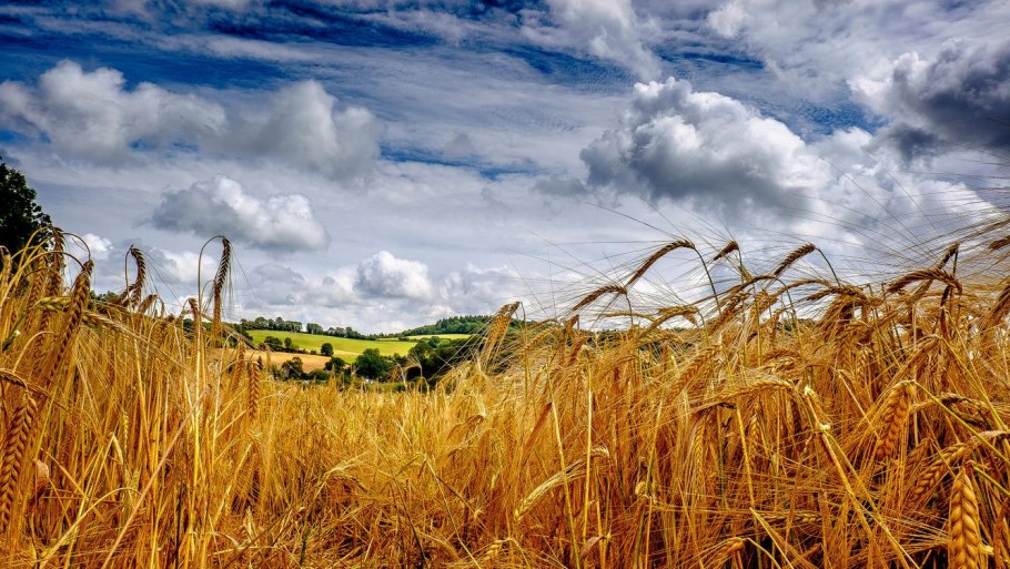 Поле пшеницы