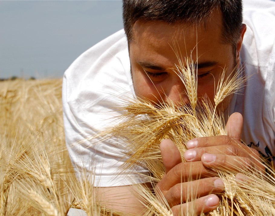 Колосятся хлеба