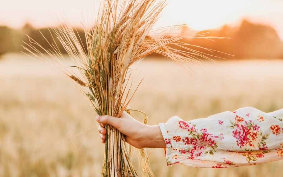 Колосья в руках