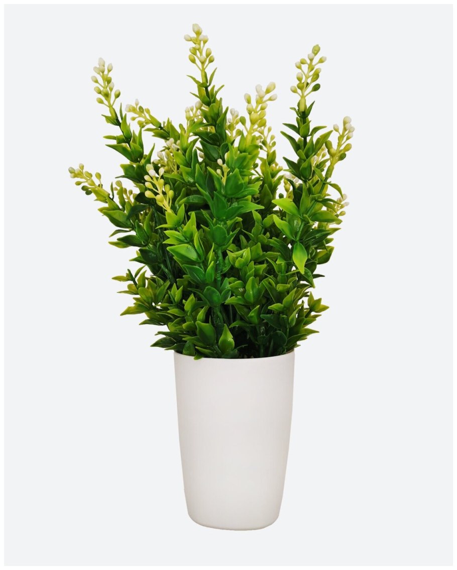 Иглица Кавказская