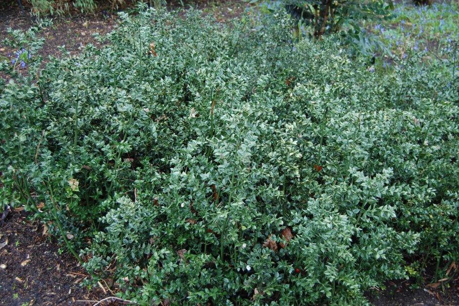 Иглица Колхидская Ruscus colchicus