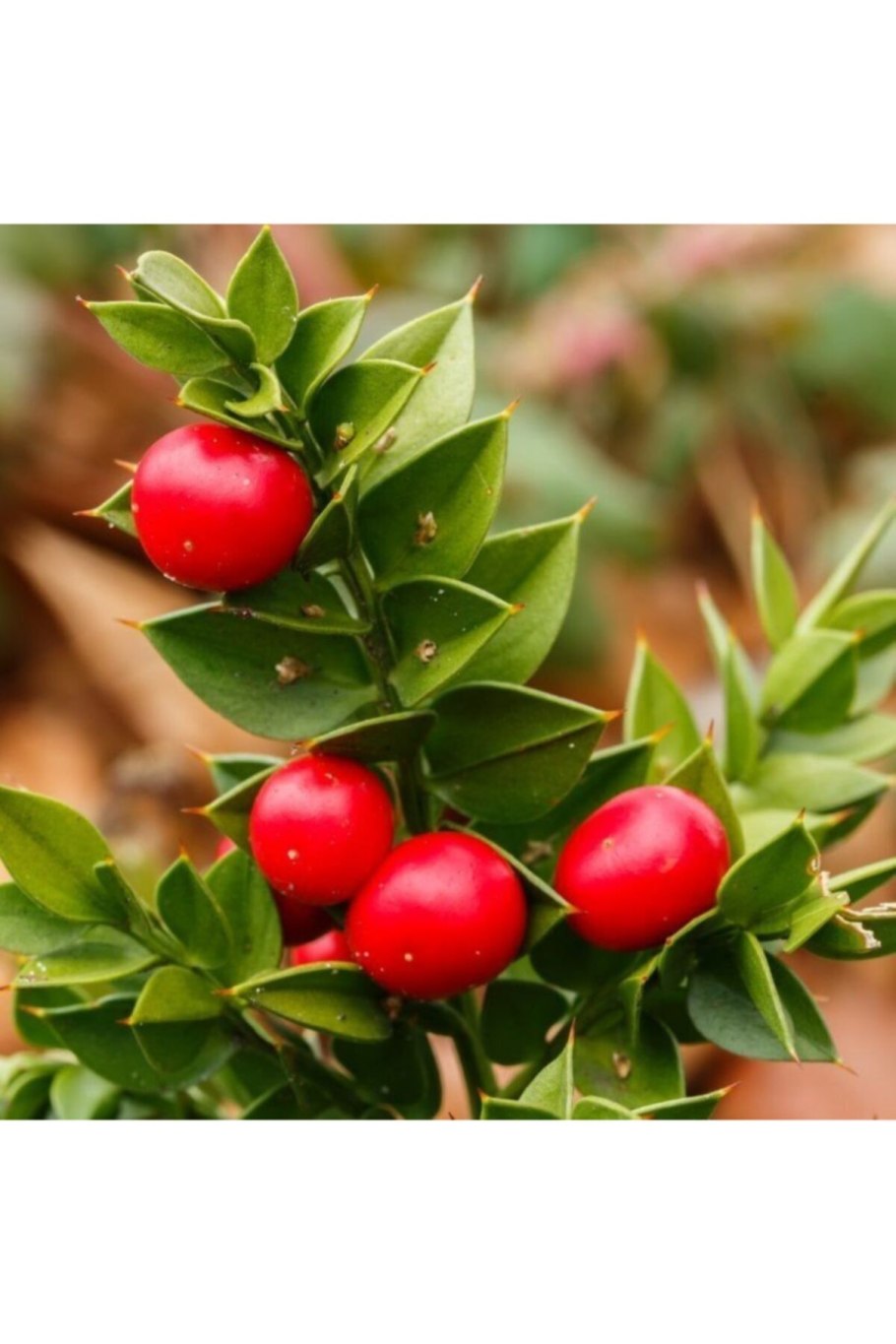 Иглица Понтийская