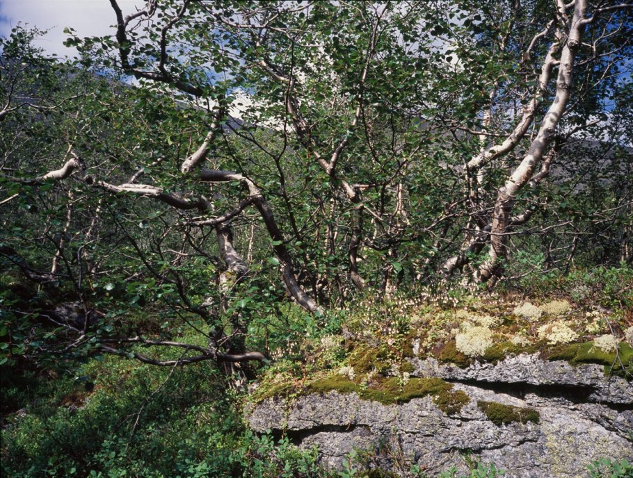 Березовое криволесье