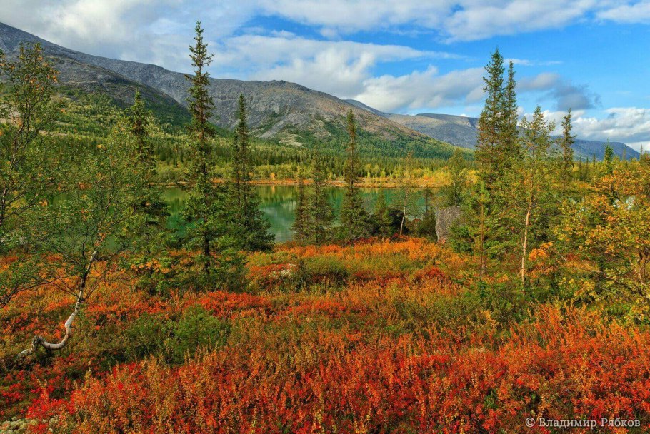 Береза карликовая Betula Nana