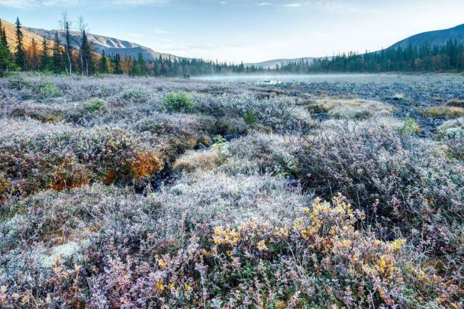 Карликовая Ива в тундре