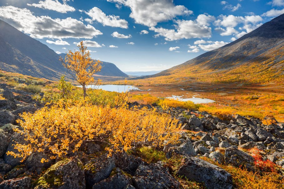 Карликовая берёза в тундре