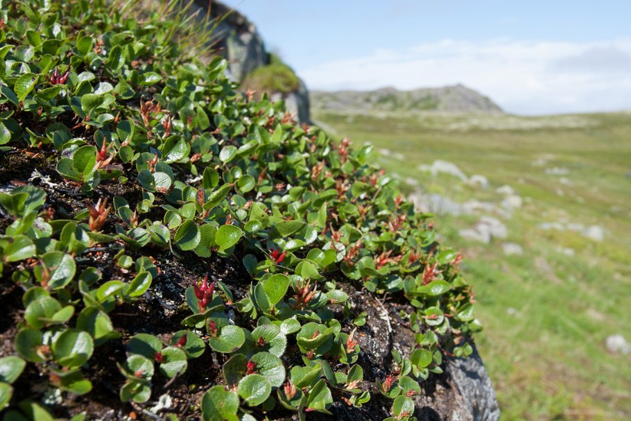 Нарьян мар тундра