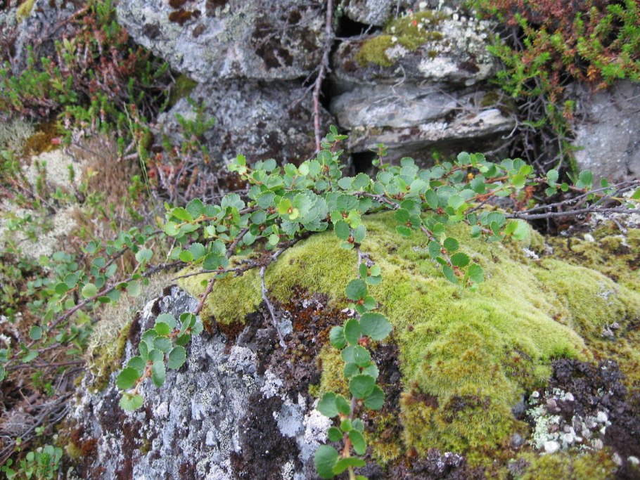 Сосны на Кольском полуострове