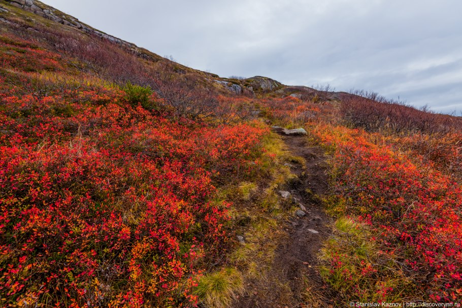 Осенняя тундра Кольский полуостров