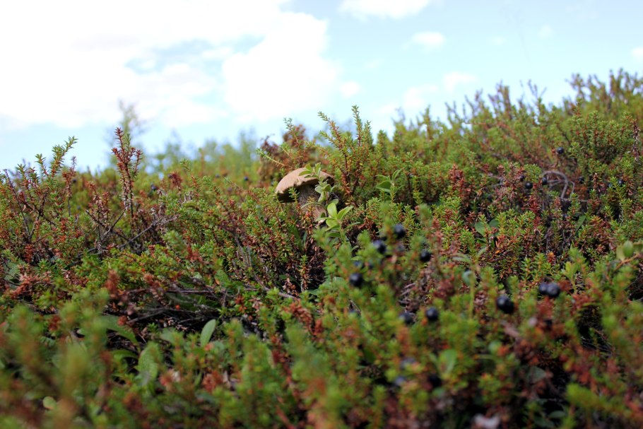 Тундра карликовая береза