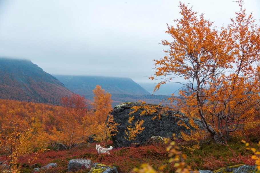 Карликовая берёза в тундре фото