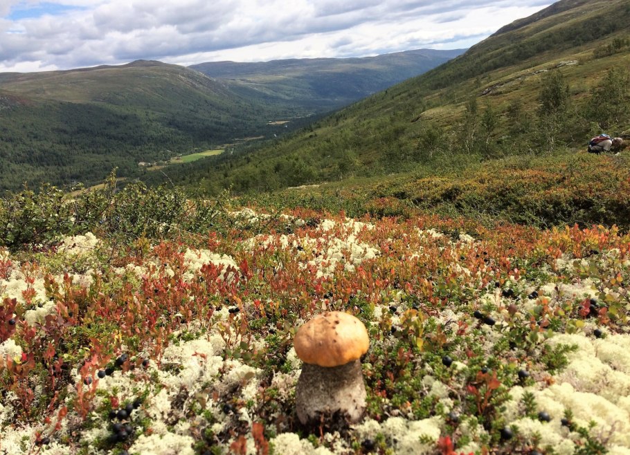 Ягель и карликовая береза фото