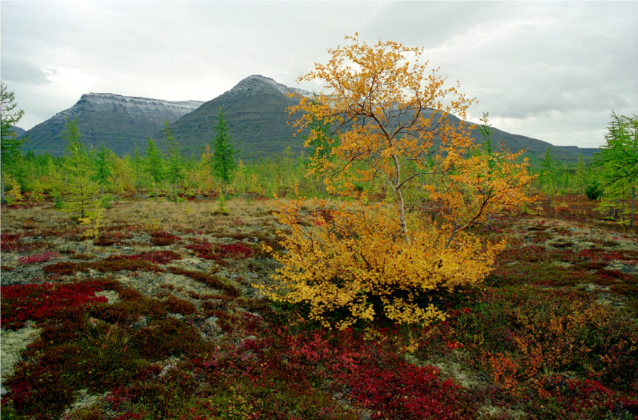 Плато Путорана Флора