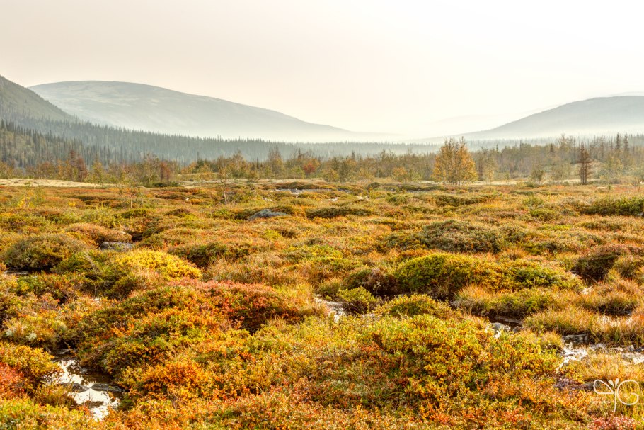 Южная кустарниковая тундра