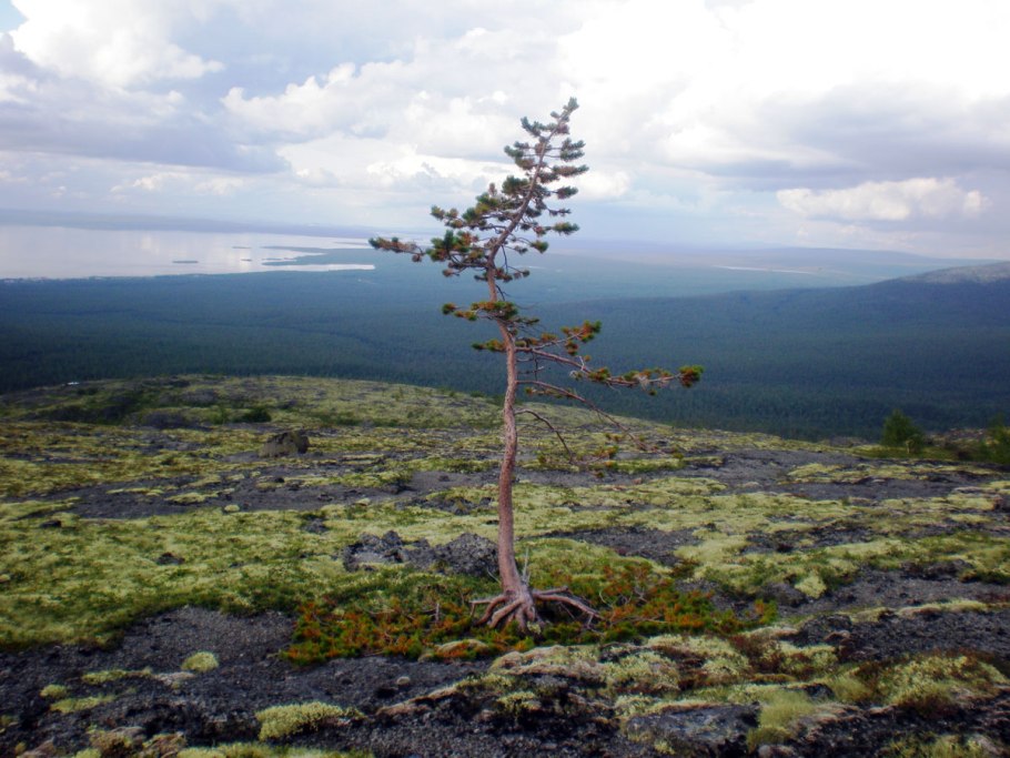 Карликовая берёза в тундре