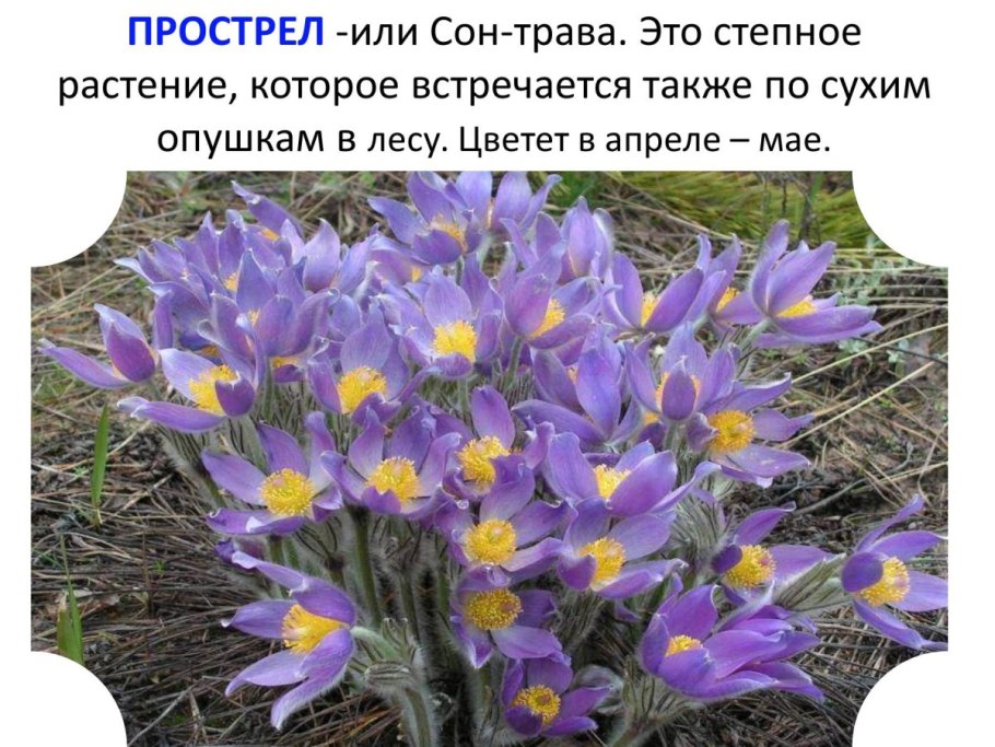 Прострел сон трава красная книга