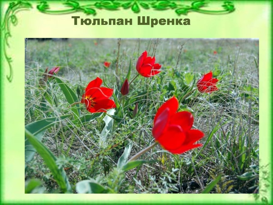 Редкие растения степи