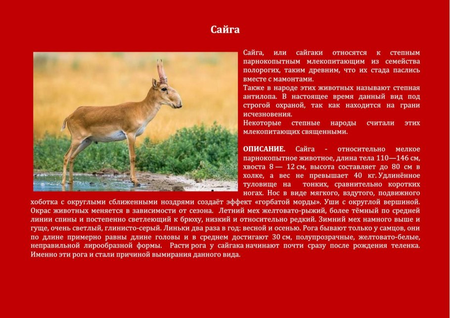 Животные Оренбургской области занесенные в красную книгу