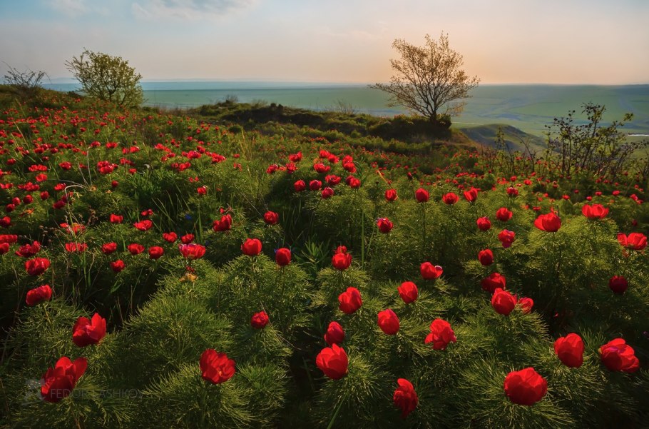 Пион тонколистный Степной