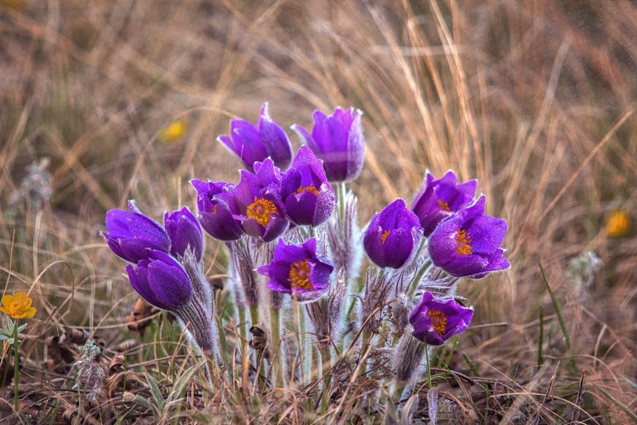 Прострел Луговой