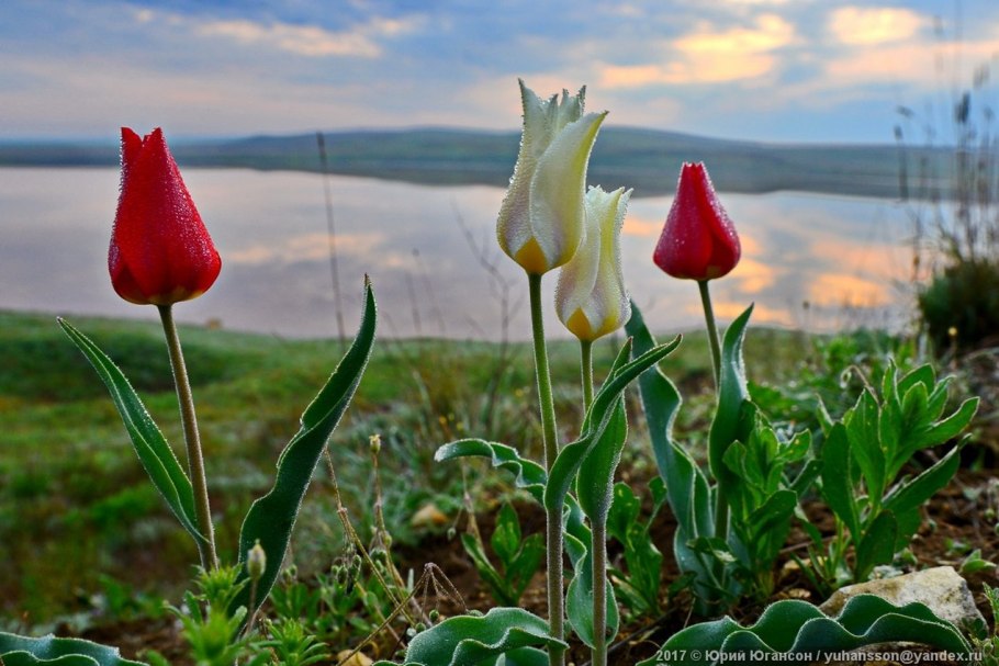Дикие тюльпаны Шренка в Крыму