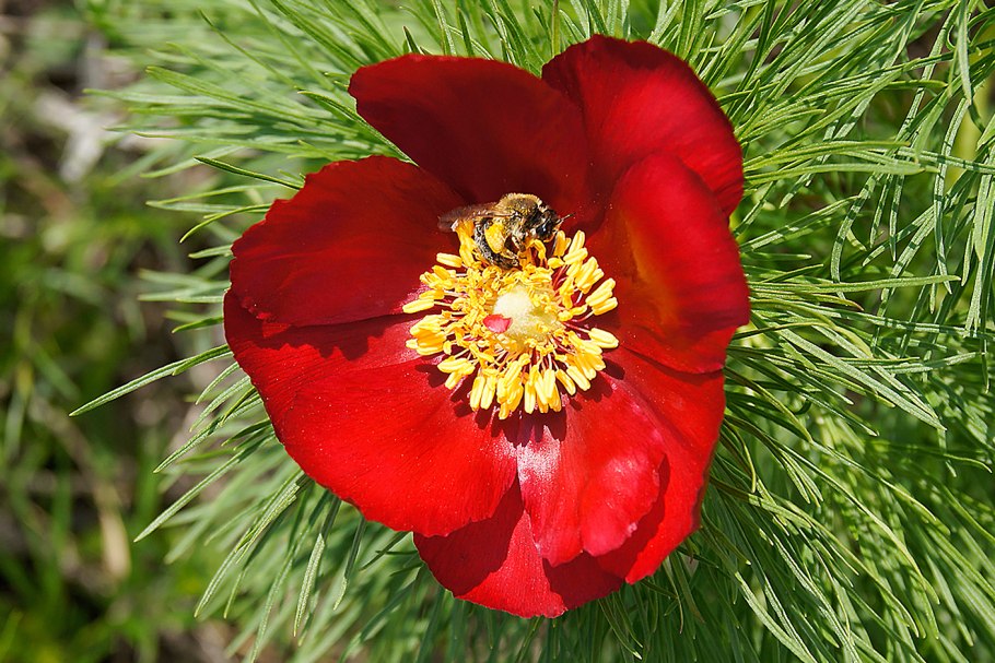 Пион узколистный Воронец