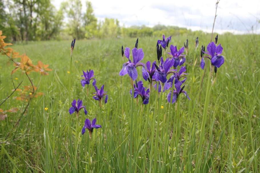 Касатик (Ирис) безлистный