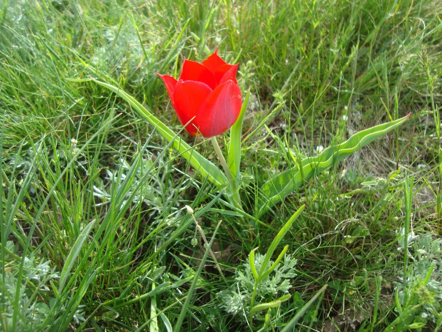 Краснокнижные растения Калмыкии