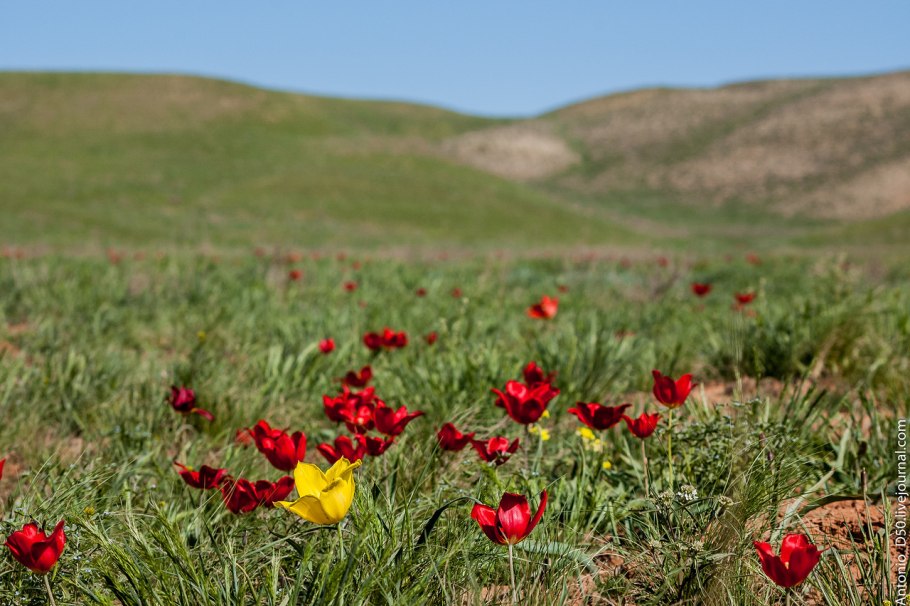 Растения степи тюльпан Шренка