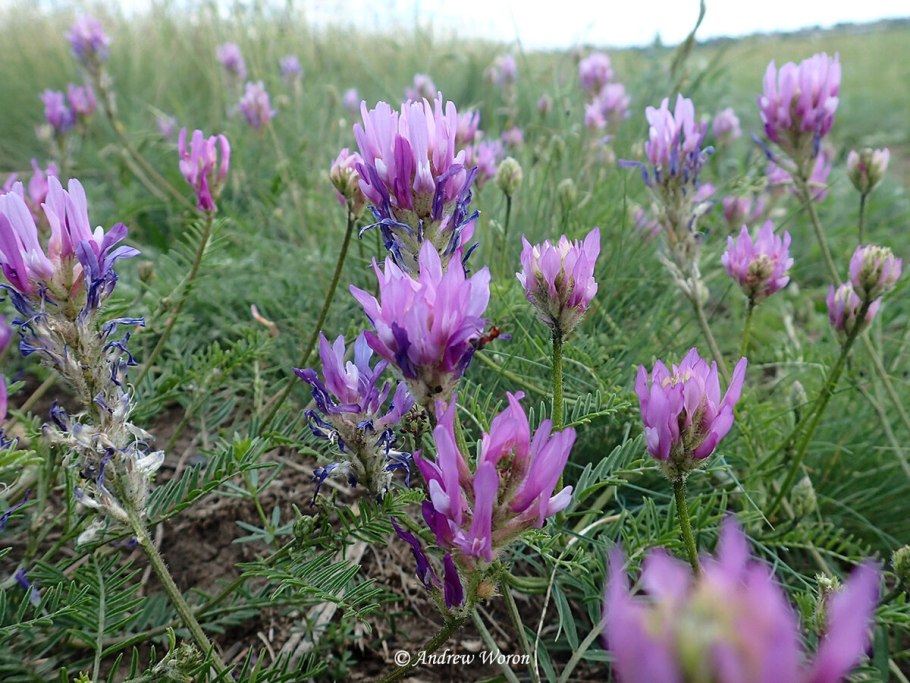 Астрагал пустырник