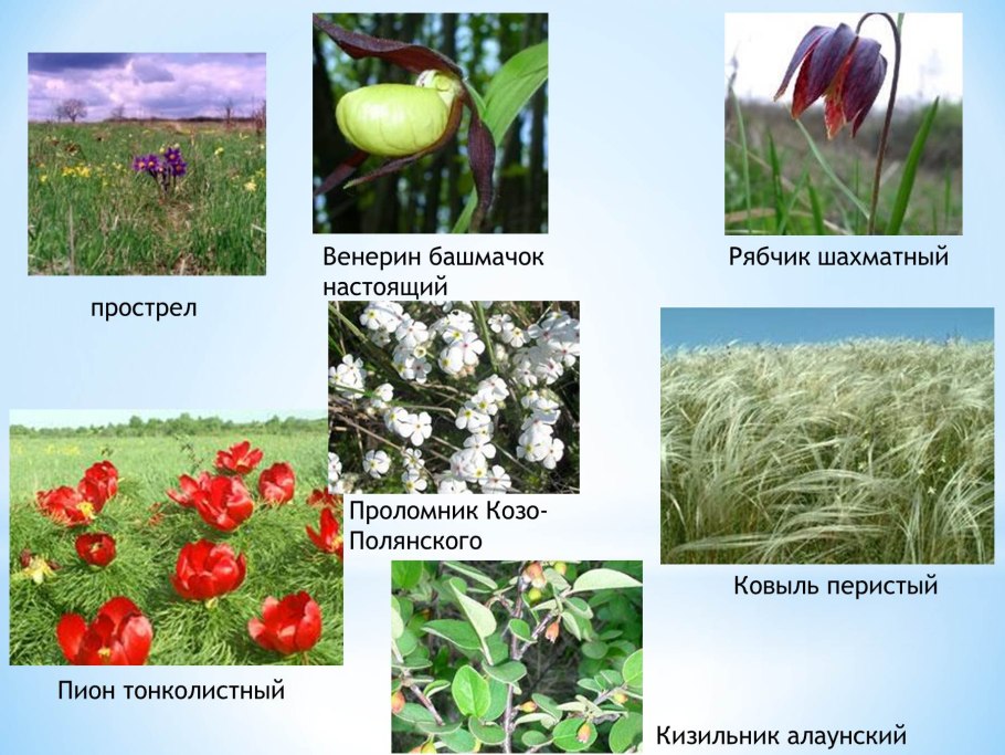 Растения заповедника Алехина