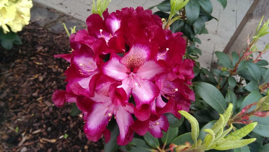 Рододендрон гибридный Миднайт Мистик