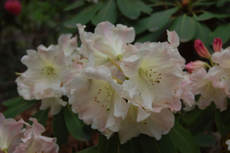 Рододендрон гибридный Саффрон