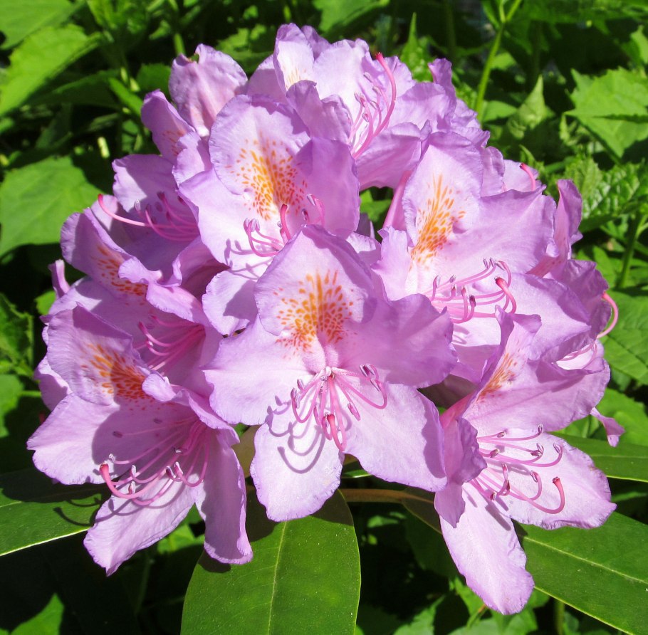 Рододендрон кабаре