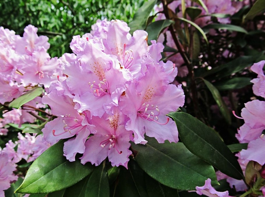 Рододендрон Madame Masson