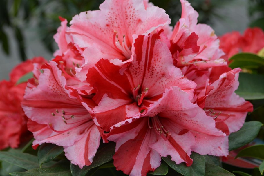 Рододендрон Уильямса Gartendirektor Glocker