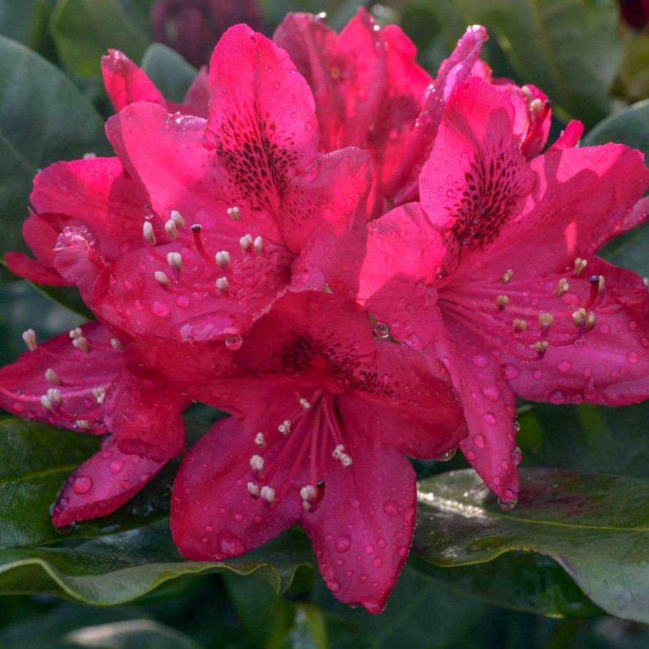 Рододендрон гибридный Флаутандо