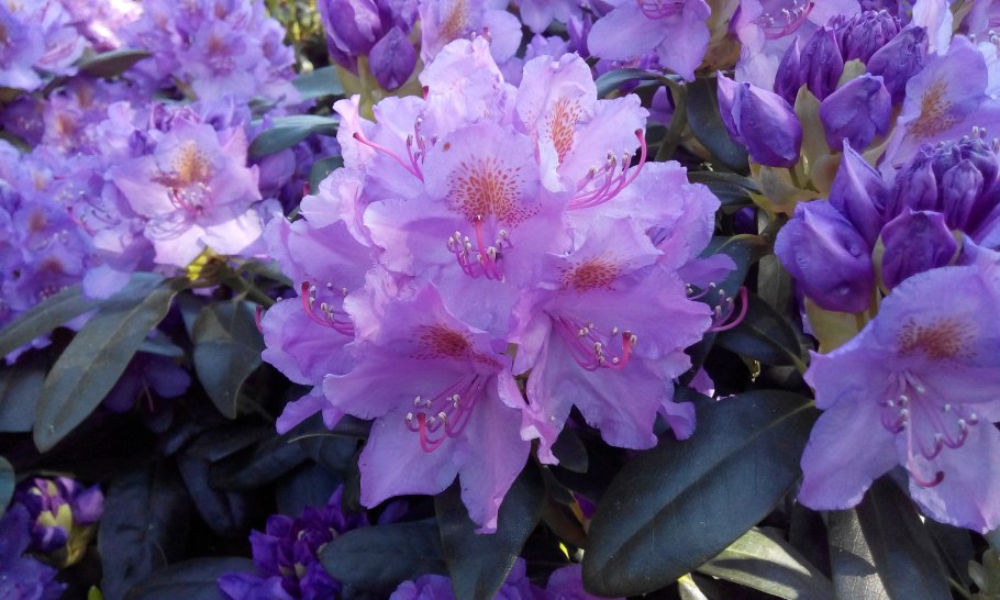 Рододендрон Лорд