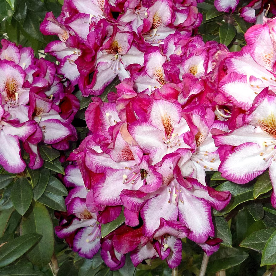 Рододендрон Миднайт