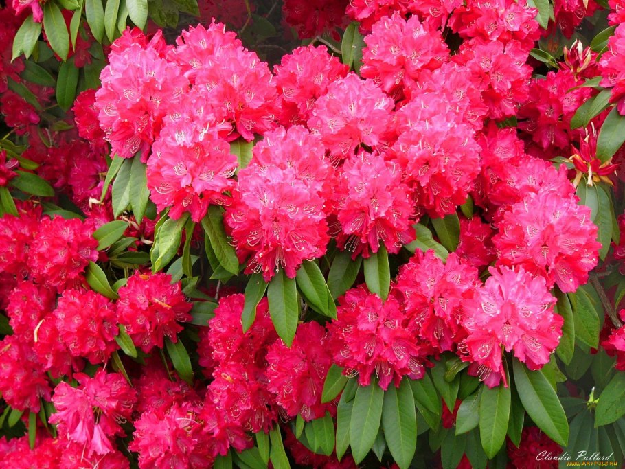 Рододендрум полезные св